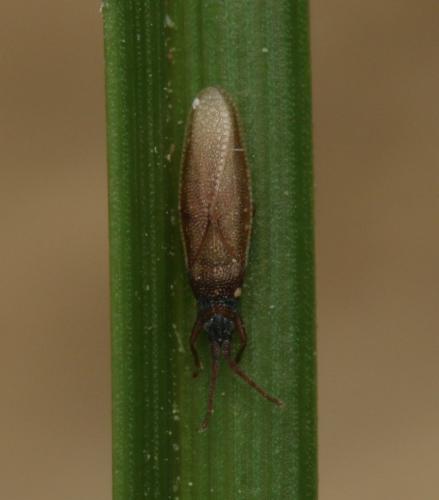 Agramma atricapillum